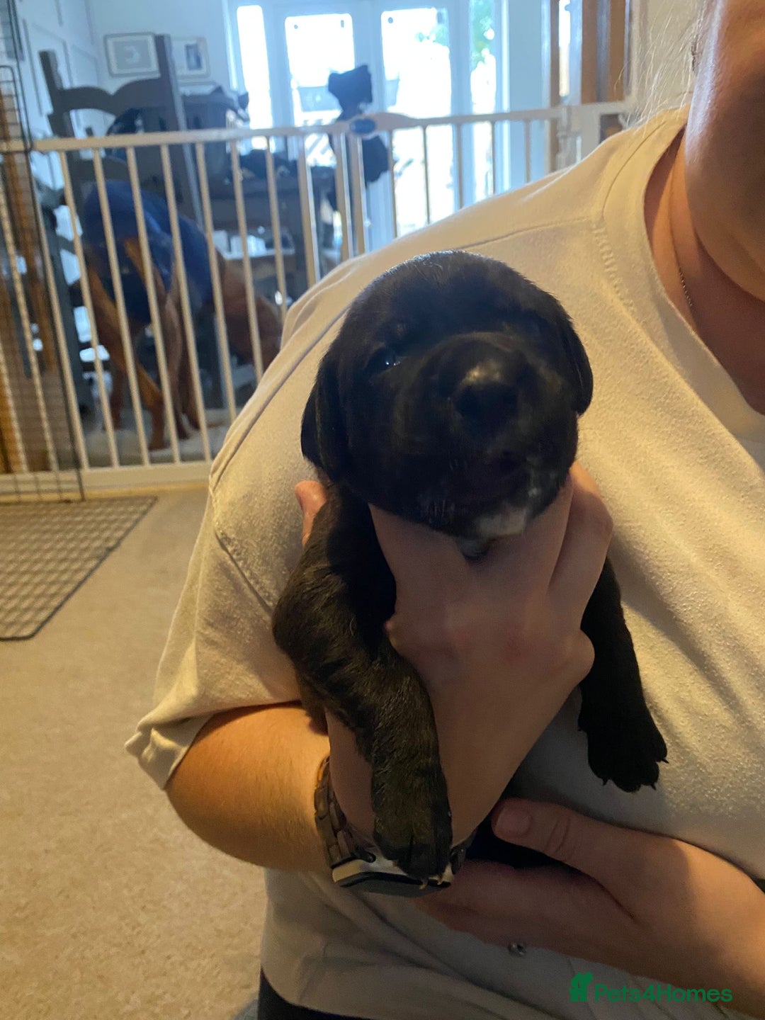Mixed Breed dogs for sale: Boxsla (Boxer/Vizsla)  - Image 12