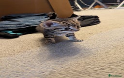 Mixed Breed cats for sale: Little beautiful kittens😀 - Image 4