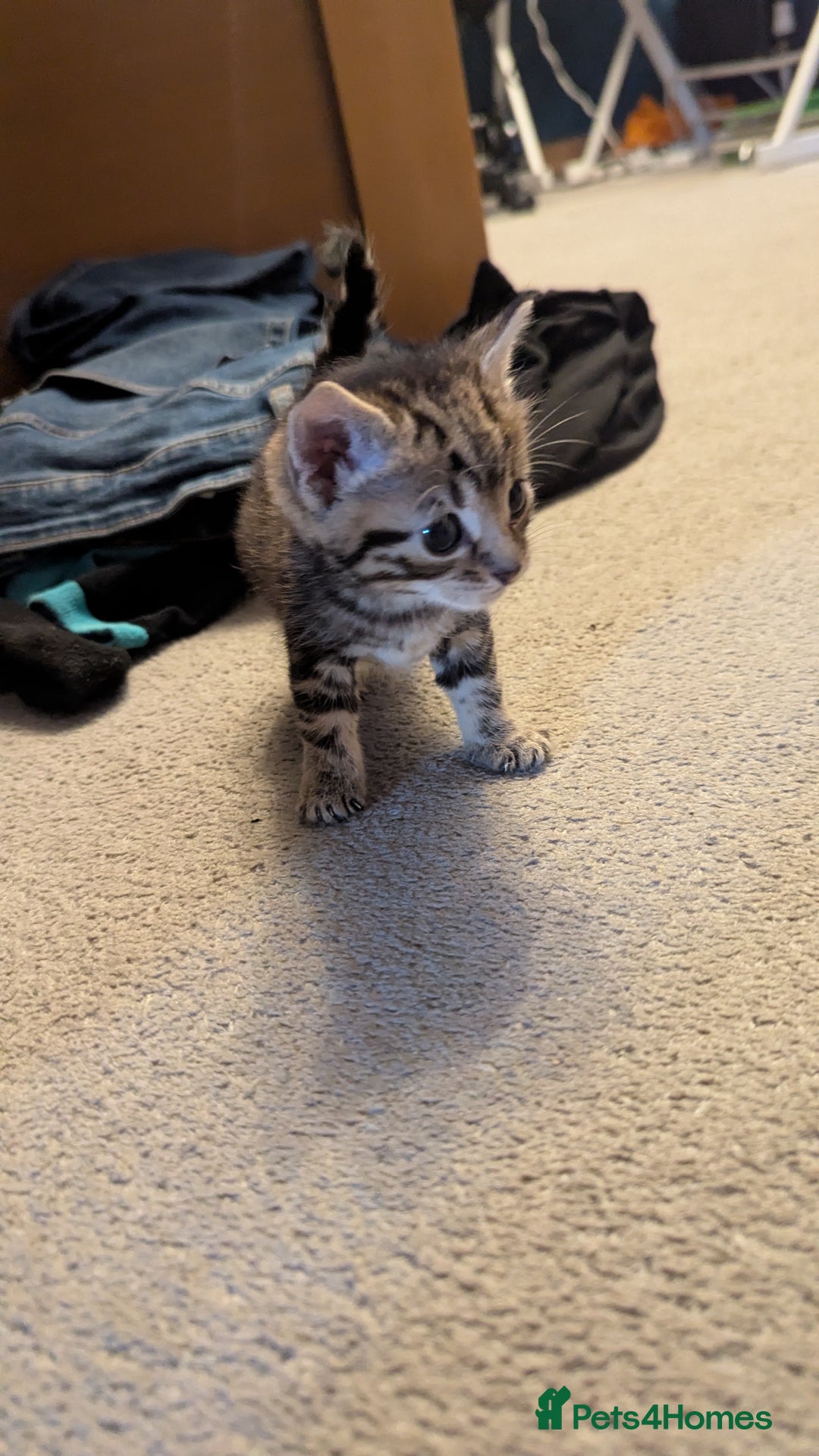 Mixed Breed cats for sale: Little beautiful kittens😀 - Image 4