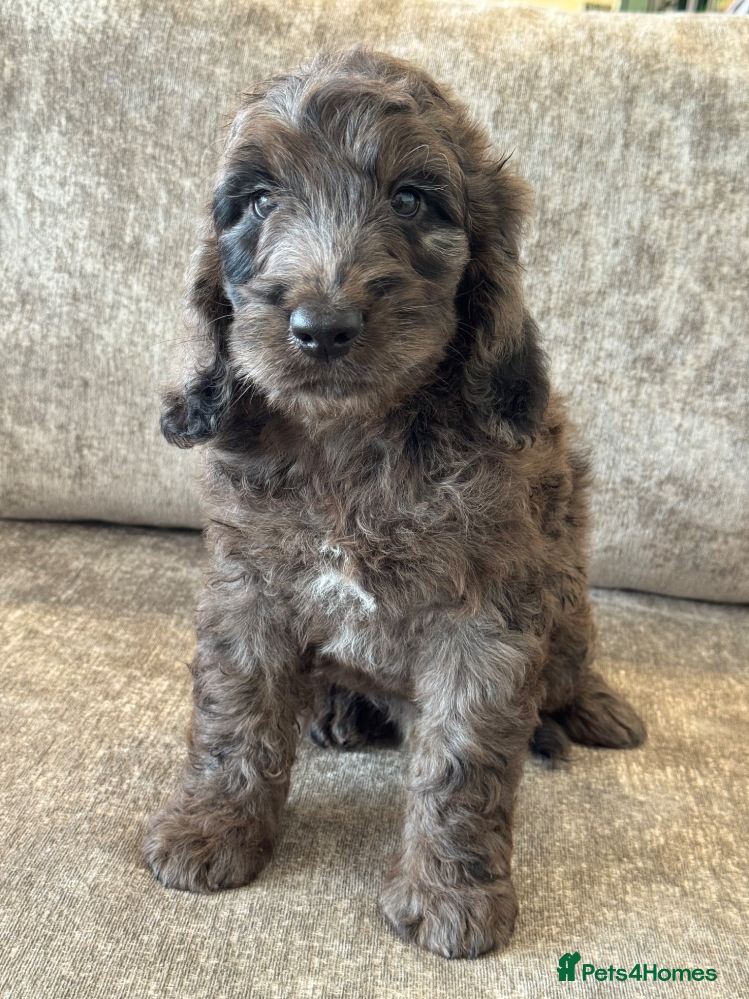 Cockapoo dogs MERL & CHOCOLATE F1COCKERPOOS HEALTH TESTED PARENT - Advert 2
