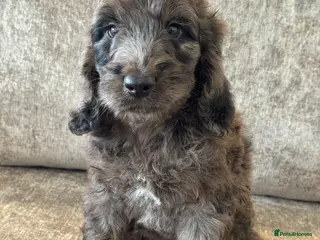 Cockapoo dogs for sale: MERL & CHOCOLATE F1COCKERPOOS HEALTH TESTED PARENT - Advert 3