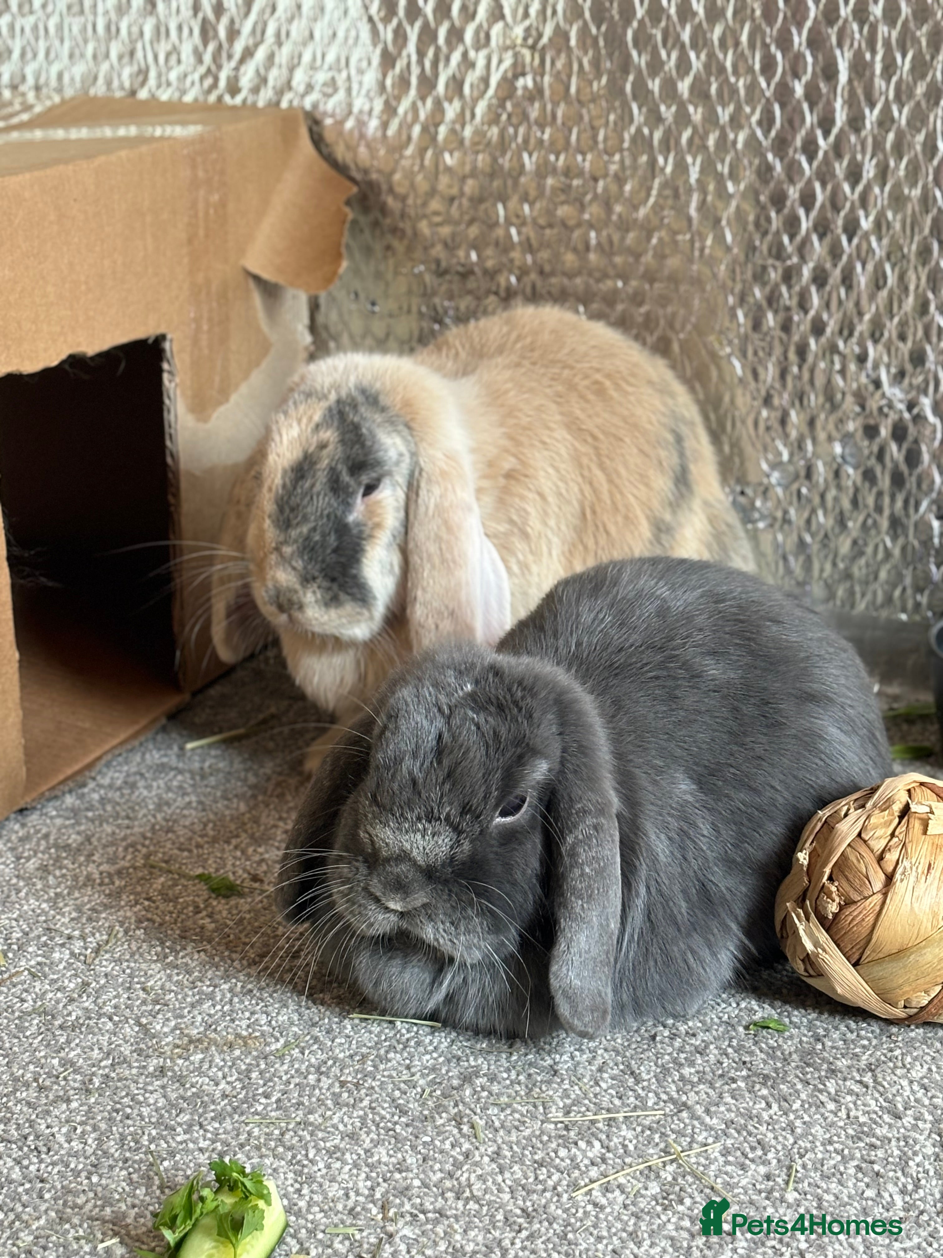 Mini Lop rabbits Bonded pair of rabbits - Advert 19