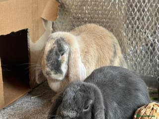 Mini Lop rabbits Bonded pair of rabbits - Advert 20