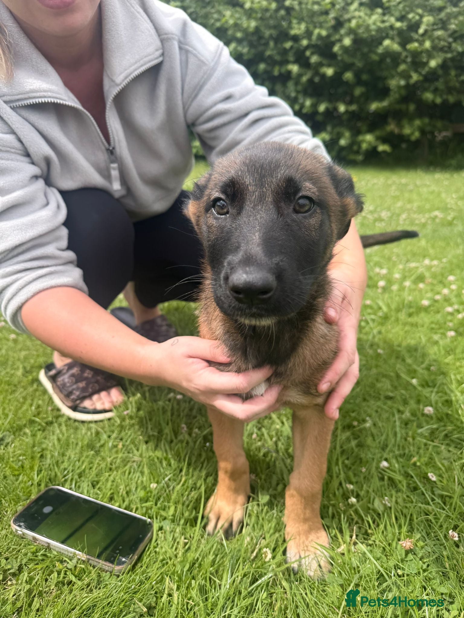 Belgian Shepherd Dog dogs !!1 LEFT!!Belgian malinios puppy - Advert 8
