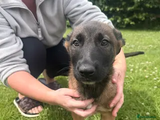 Belgian Shepherd Dog dogs !!1 LEFT!!Belgian malinios puppy - Advert 8