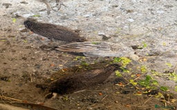 Peafowl poultry for sale: Mixed peafowl 10 weeks old  - Image 15