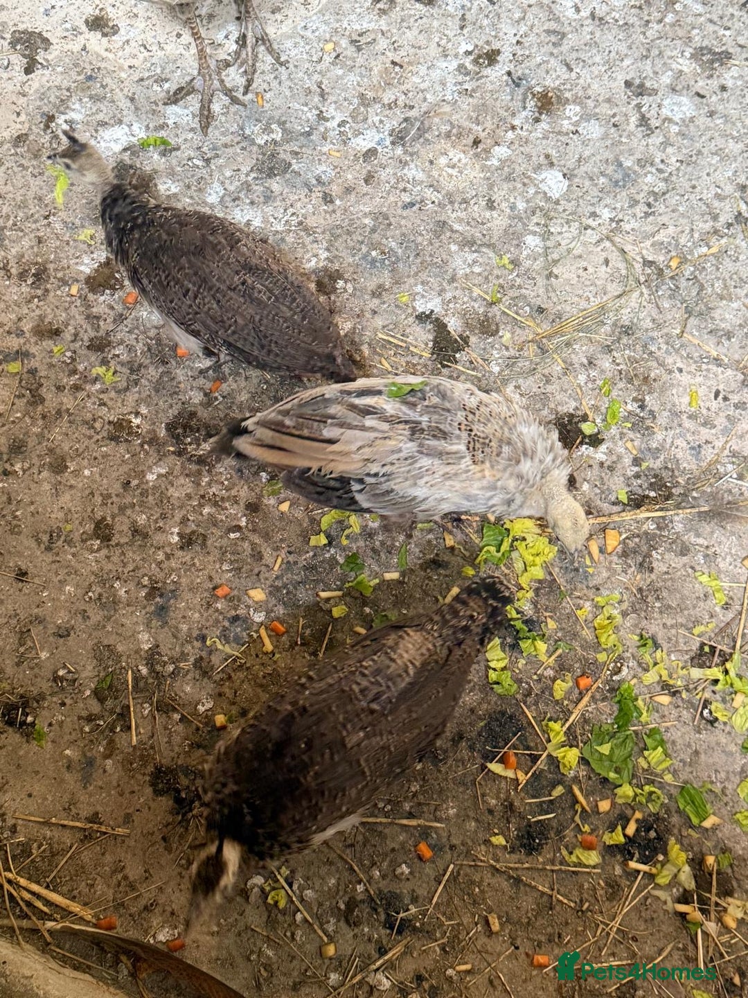 Peafowl poultry for sale: Mixed peafowl 10 weeks old  - Image 15