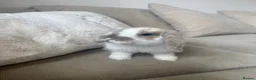 Mini Lop rabbits for sale: Mini lop boy available  - Advert 2