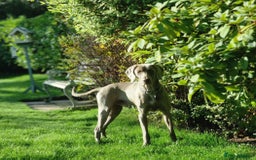 Weimaraner dogs for sale: Weimaraner Male - Image 3