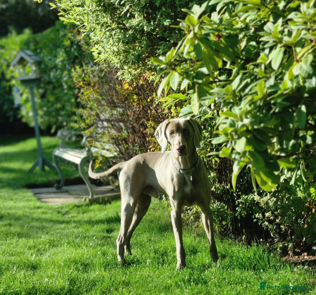 Weimaraner dogs for sale: Weimaraner Male - Image 3