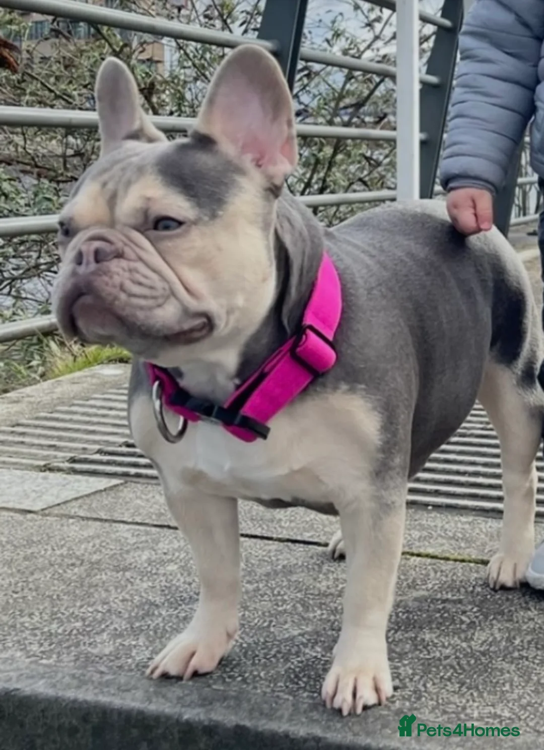 French Bulldog dogs for sale: KC french bulldog  - Advert 6