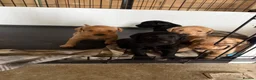 Labradoodle dogs for sale: Gorgeous Labradoodle pups - Advert 5