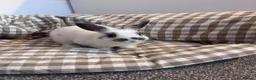 Netherland Dwarf rabbits for sale: Male rabbit for rehome  in Chester - Advert 3