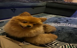Pomeranian dogs for sale: Pedigree Pomeranian puppies for sale - Advert 2