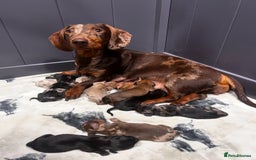 Miniature Dachshund dogs for sale: ❤️MINIATURE DACHSHUNDS❤️ - Image 19