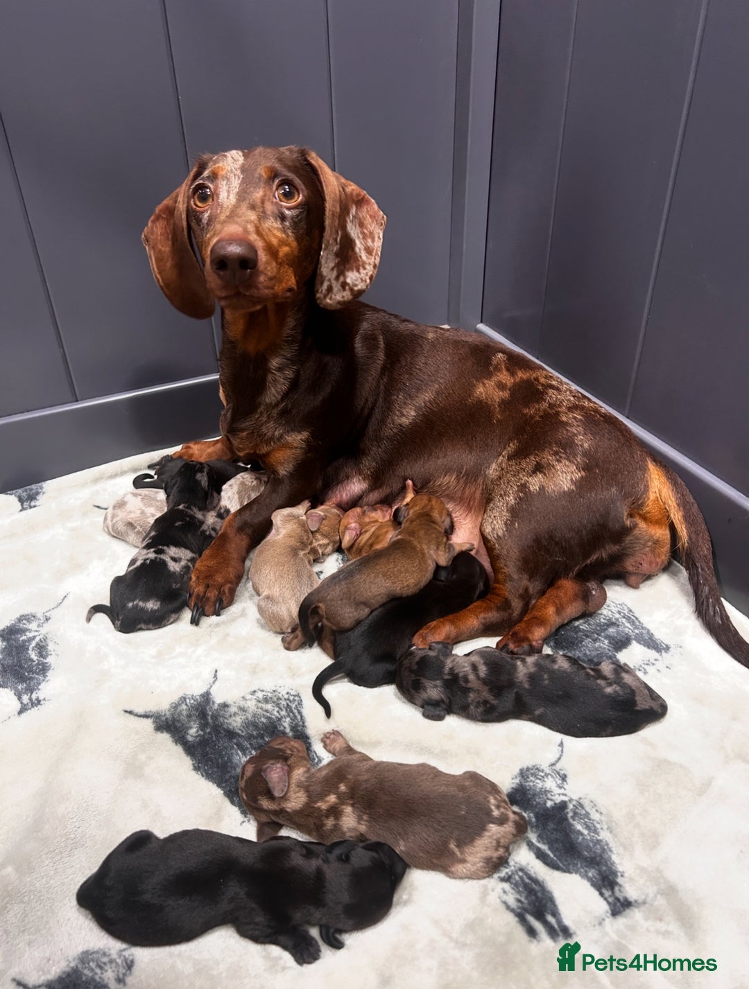 Miniature Dachshund dogs for sale: ❤️MINIATURE DACHSHUNDS❤️ - Image 19