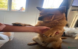 Mixed Breed dogs for sale: Chow chow cross Rottweiler  - Image 2