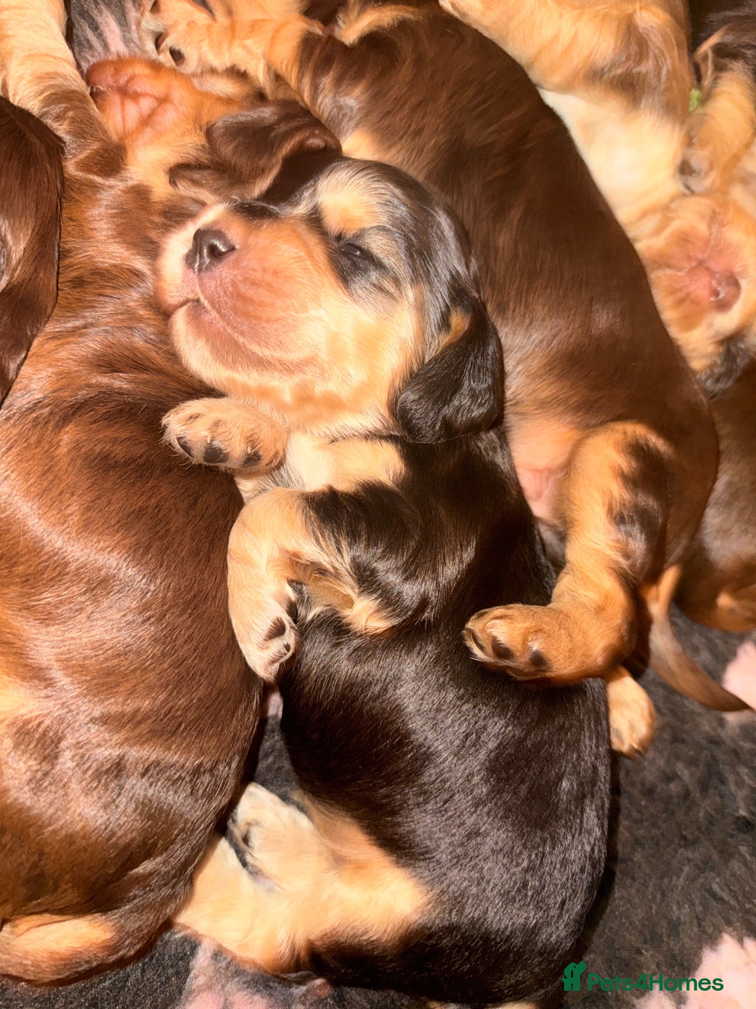 Cocker Spaniel dogs Outstanding KC registered Cocker Spaniel Puppies  - Advert 1