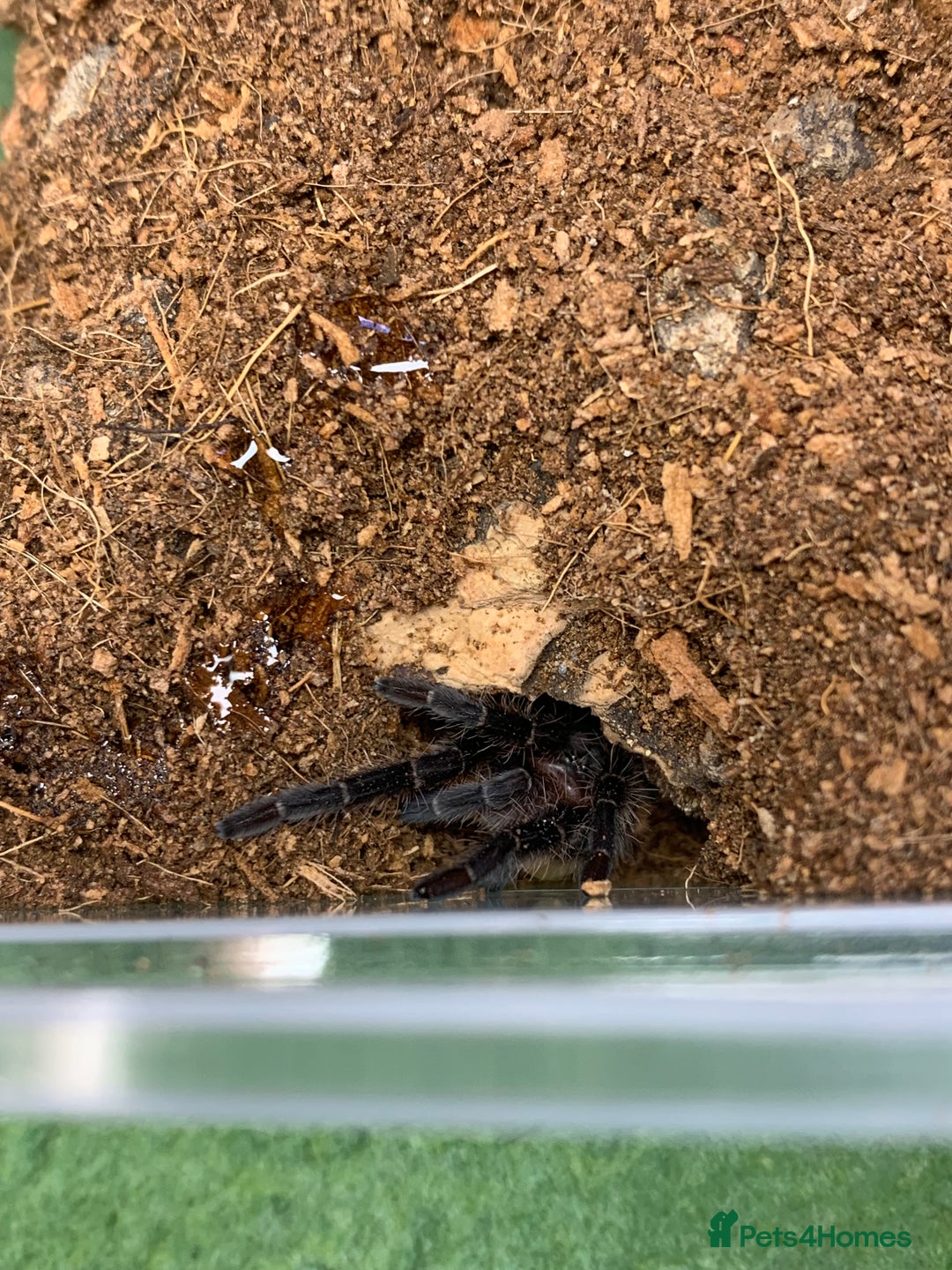 Tarantulas invertebrates for sale: Juvenile Eupalaestrus campestratus for sale - Image 4
