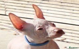 Mexican Hairless dogs for sale:  1 mini boy red  2000 mini black girl 2000. - Image 23