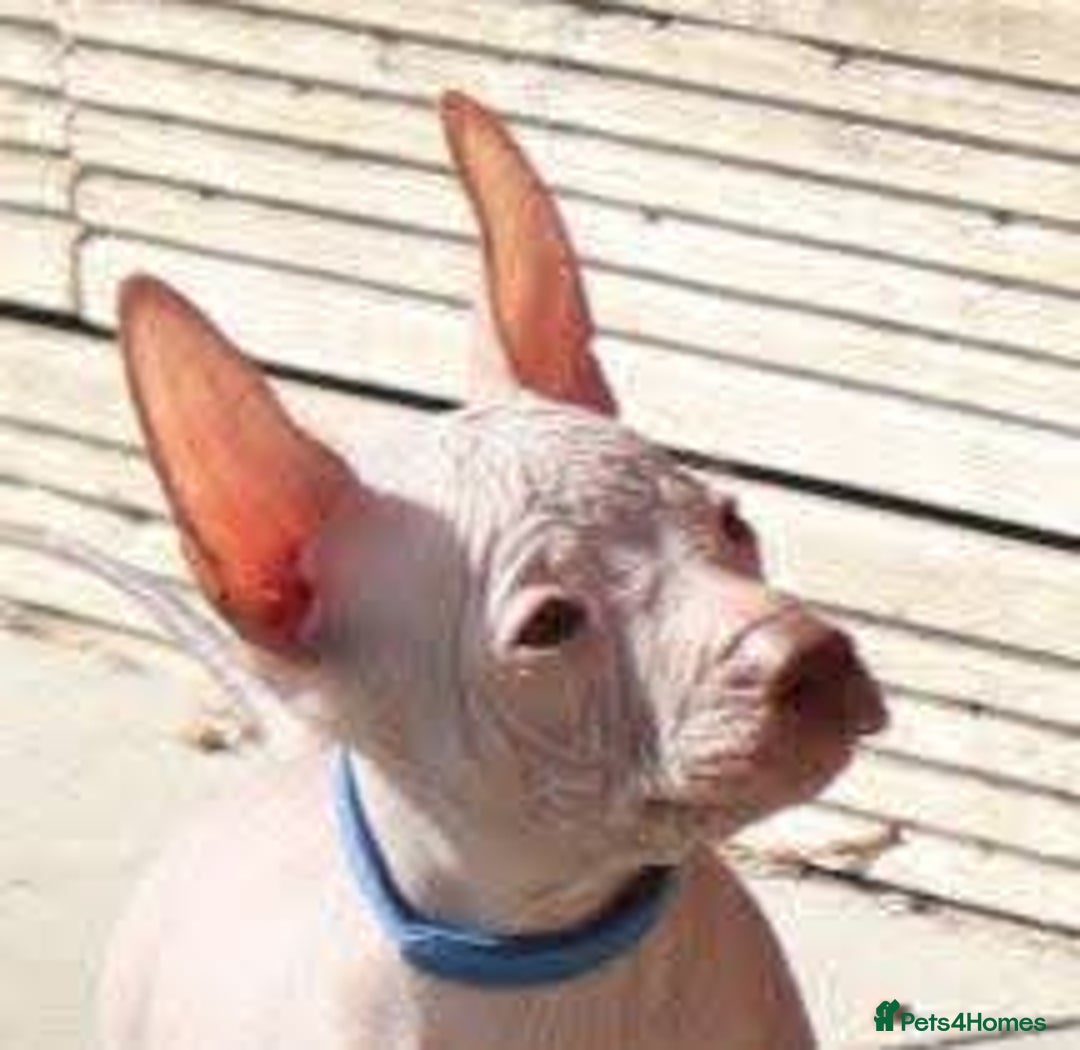 Mexican Hairless dogs for sale:  1 mini boy red  2000 mini black girl 2000. - Image 23
