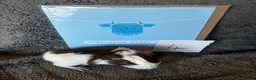 Guinea Pig rodents for sale: Babies ready 2 reserve girls&boys  - Advert 13