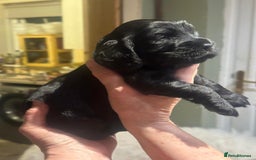 Cockalier dogs for sale: Gorgeous chunky Cockalier pupuchinos - Image 21