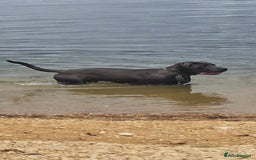 Cane Corso dogs for sale: Obie full cane corso - Image 1