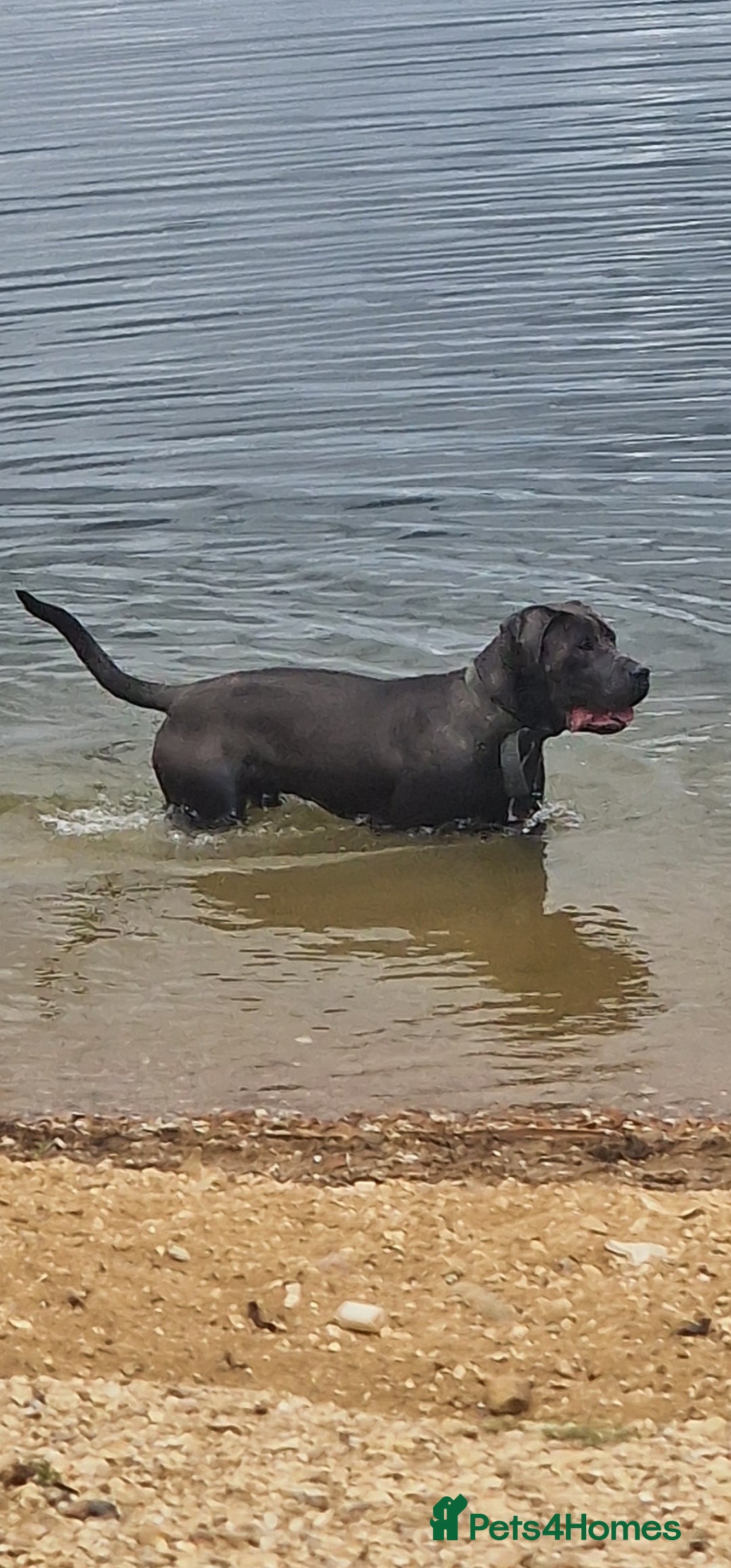 Cane Corso dogs for sale: Obie full cane corso - Image 1