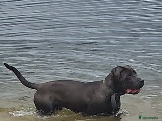 Cane Corso dogs - Advert 22