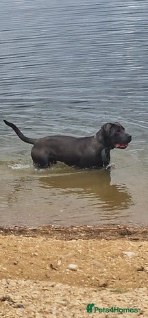 Cane Corso dogs - Advert 12