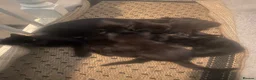 Bombay cats for sale: beautiful kittens for sale  - Advert 2