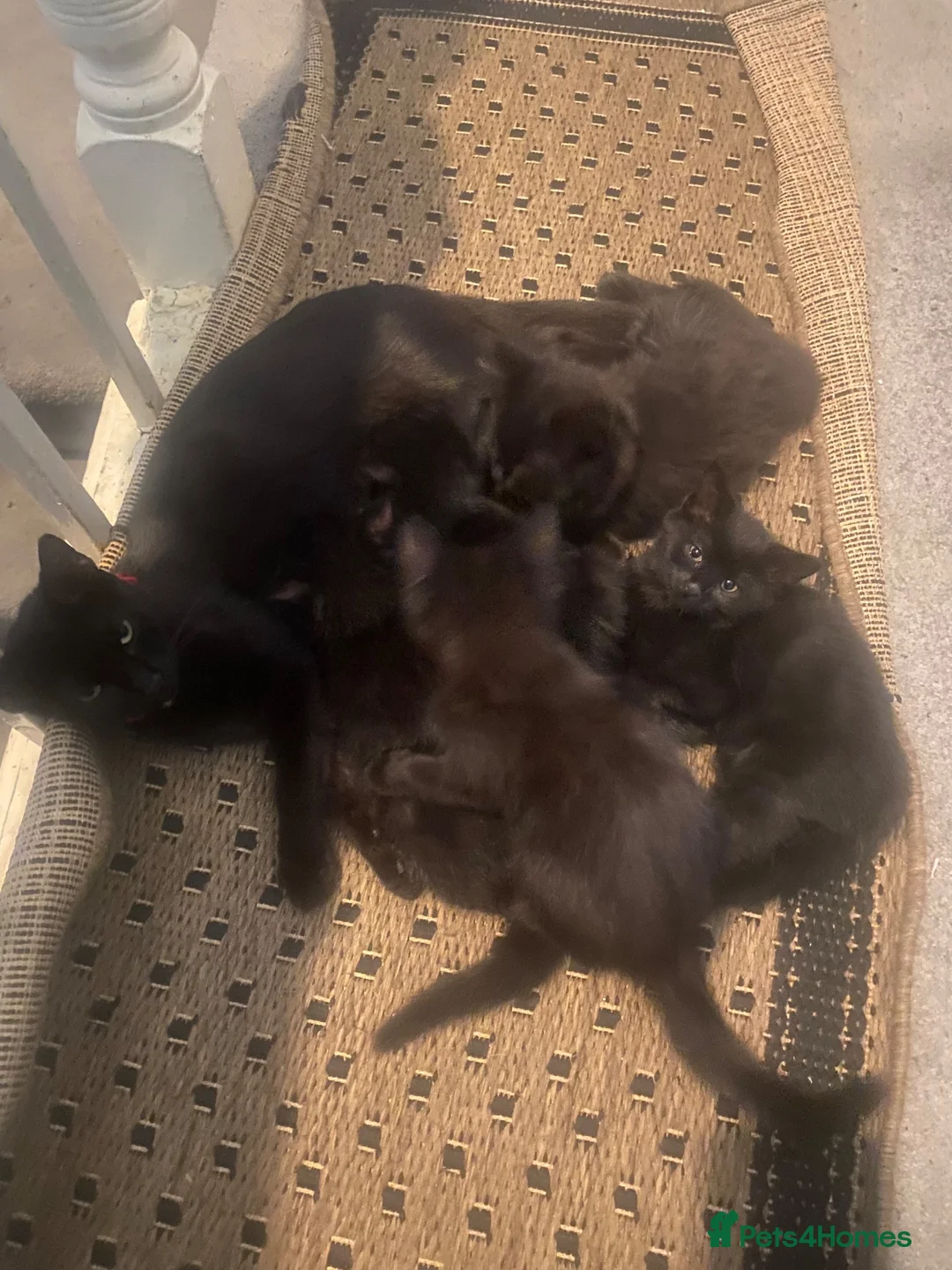 Bombay cats for sale: beautiful kittens for sale  - Advert 2