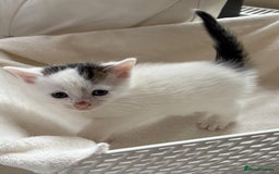 British Shorthair cats for sale: British Shorthair Kittens!  - Image 17