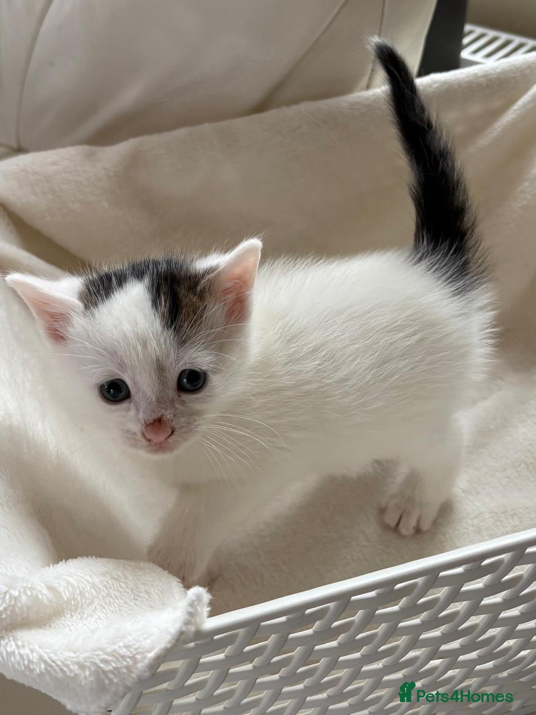 British Shorthair cats for sale: British Shorthair Kittens!  - Image 17