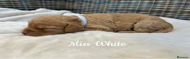 Miss White