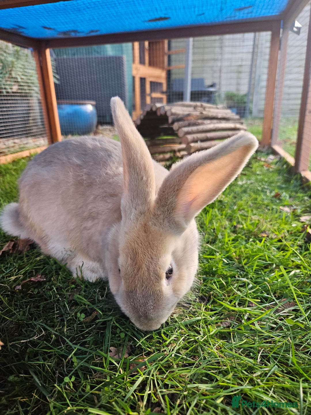 Mixed Breed rabbits for sale: Gorgeous boy need loving forever home - Advert 6