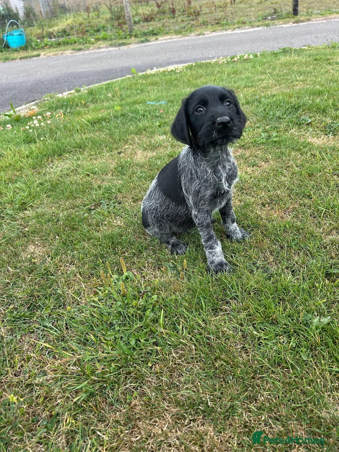 German Wirehaired Pointer dogs for sale:  German wired haired pointer pup (BOY)💙 - Advert 2