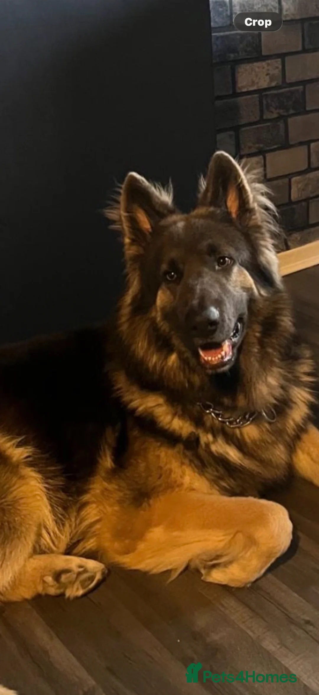 German Shepherd dogs for sale: German shepherd puppies  in Leyland - Advert 2