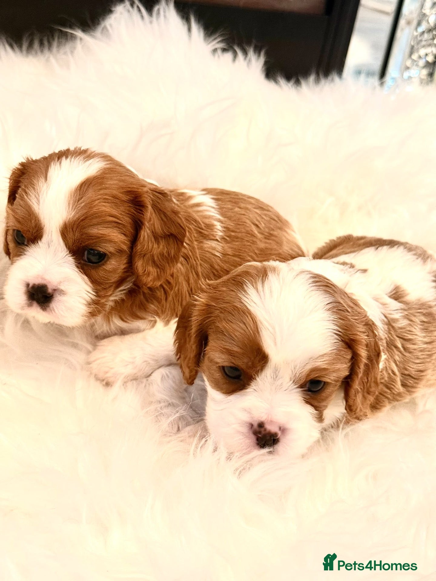 Cavalier King Charles Spaniel dogs ⭐️Gorgeous KC Chocolate Carrier Cavaliers⭐️ - Advert 1