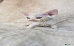 Devon Rex cats for sale: Devon Rex. 3 girls bominant blue eyes. All guts  - Image 21