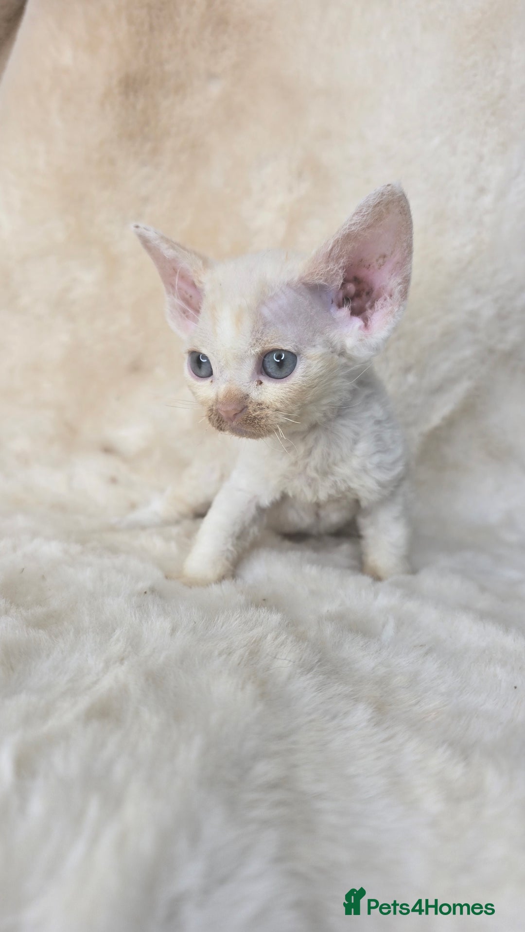 Devon Rex cats for sale: Devon Rex. 3 girls bominant blue eyes. All guts  - Image 21