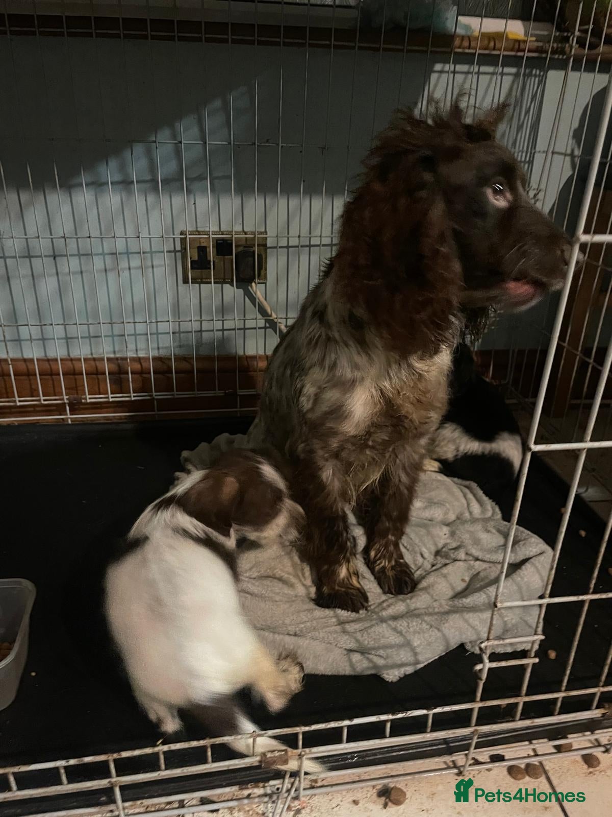 Cocker Spaniel dogs Cocker spaniel  in Portsmouth - Advert 1