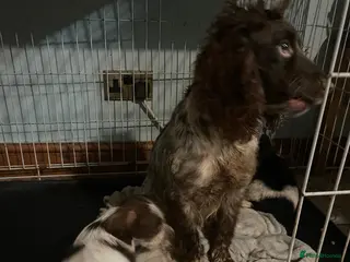 Cocker Spaniel dogs Cocker spaniel in Portsmouth - Advert 1