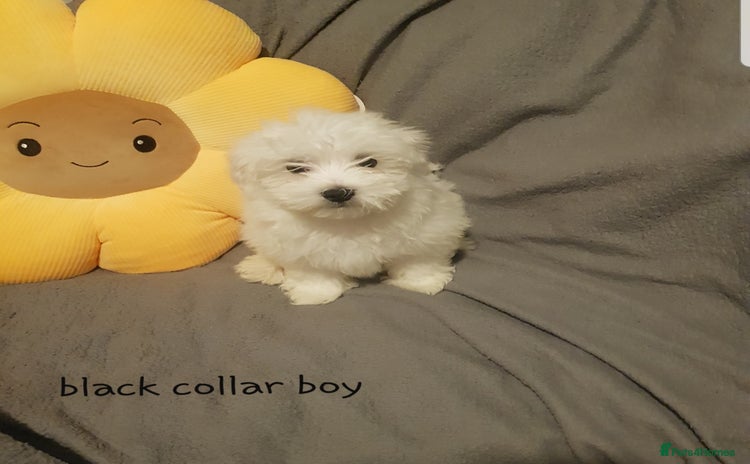 Maltese dogs - Advert 2