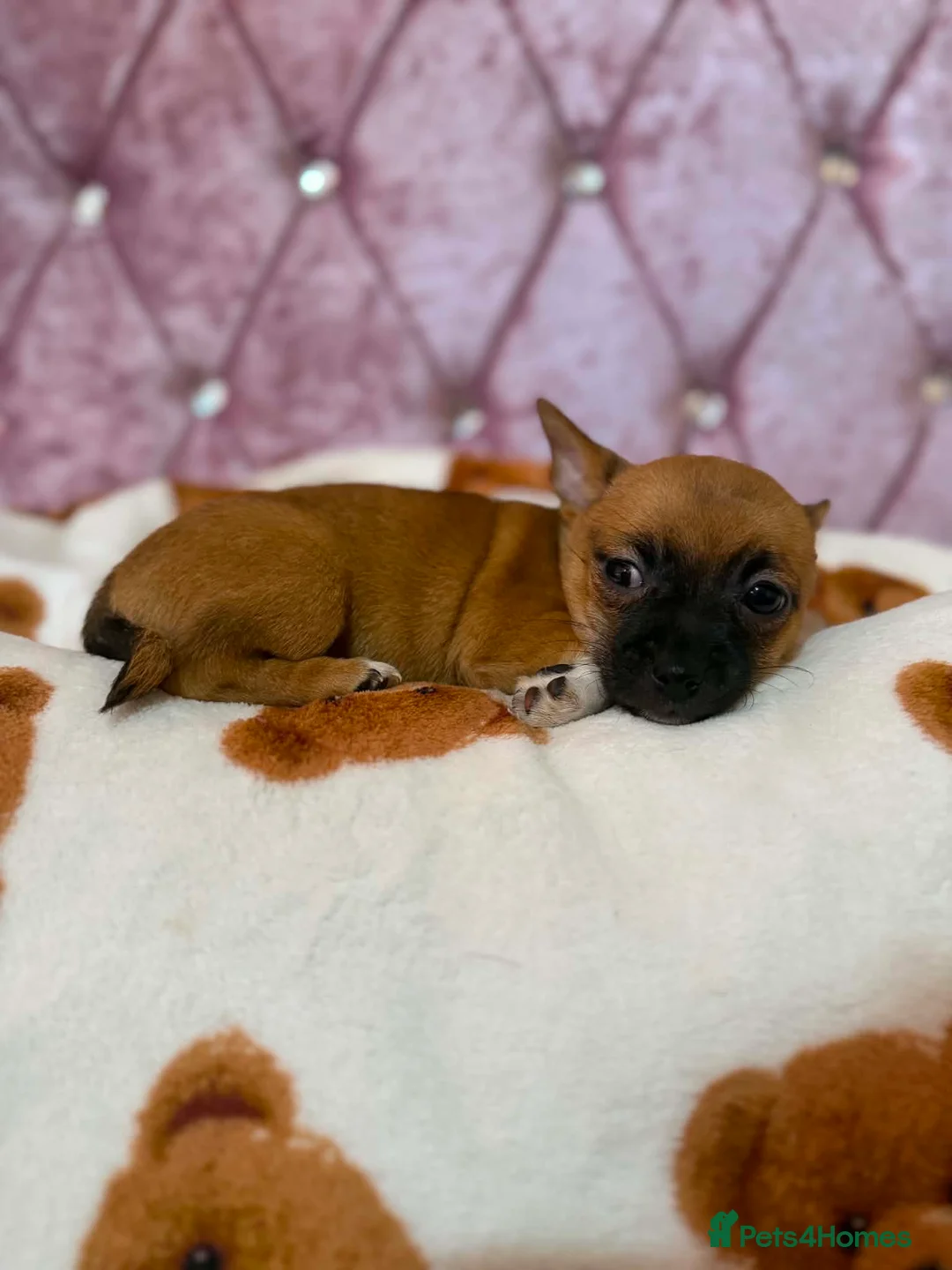 Jack Chi dogs for sale: 2 chihuahua cross jack Russell  - Advert 4