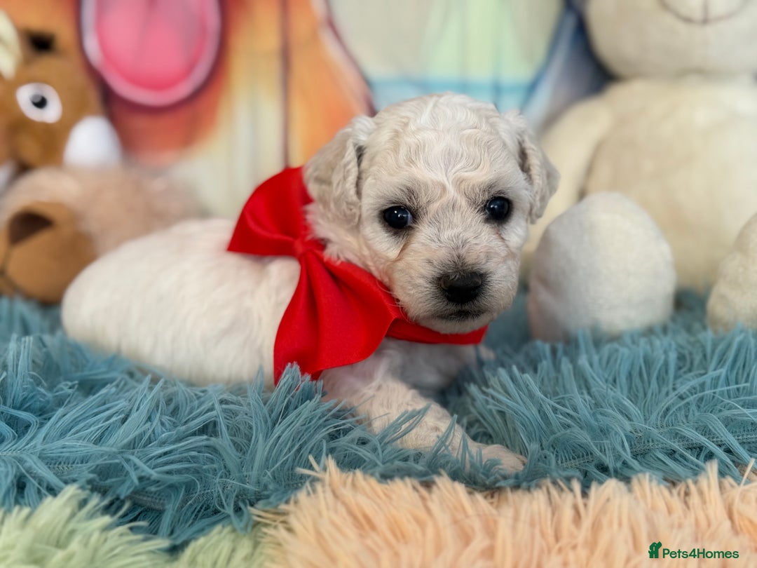 Bichon Frise dogs for sale: Kc registered show quality puppies - Image 7