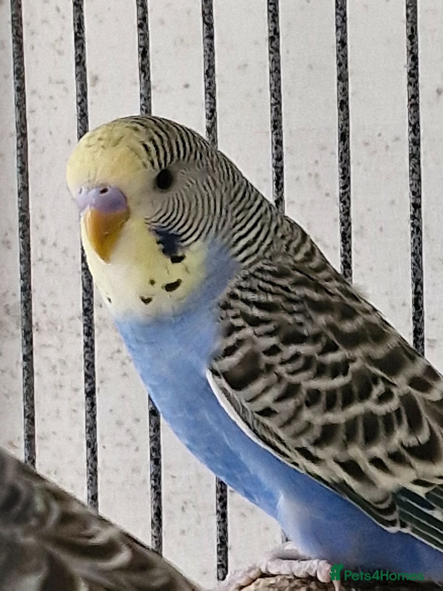 Budgerigars birds 2 Baby Budgies-ready now - Advert 1