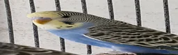 Budgerigars birds for sale: 3 Baby Budgies-ready now - Advert 3