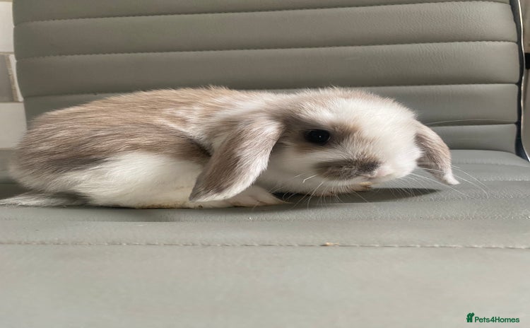 Mini Lop rabbits - Advert 1